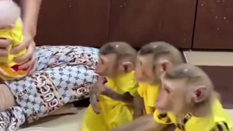 Monkey , Naughty Monkeys , Naughty Monkeys , Monkeys in Pretty Clothes , funny monkey family