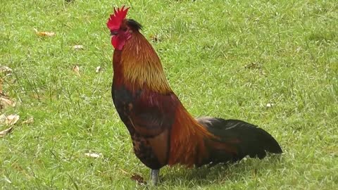 Rooster Crowing Compilation Plus - Rooster crowing sounds Effect 2016