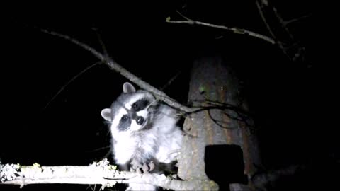 Curious Little Raccoon Sniffing Camera!