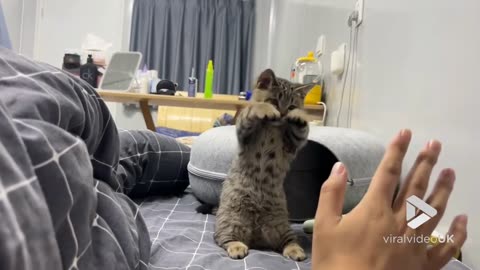 Adorable kitten dances alongside owner