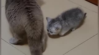 Cat is Very Funny