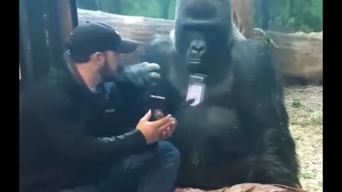 Huge gorilla Jelani swiping through pictures on man's phone!!