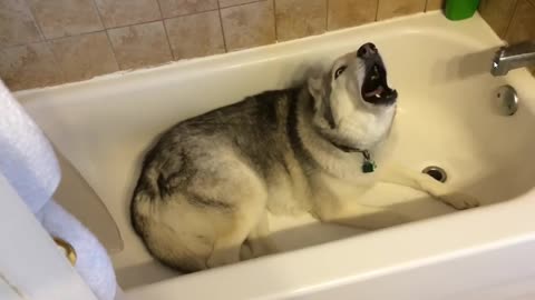 Stubborn Husky throws hilarious temper tantrum in the bathtub