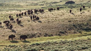 Episode 8 - Bison of Yellowstone National Park