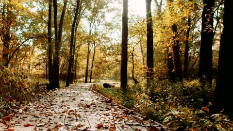 Gentle Wind in the Trees Relaxing Nature Ambient