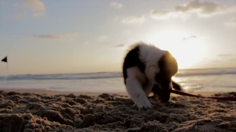 Funny Puppy playing timing the sunset