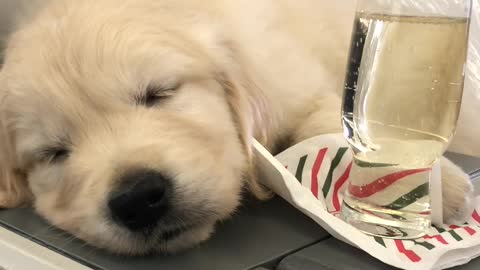 First Class Puppy