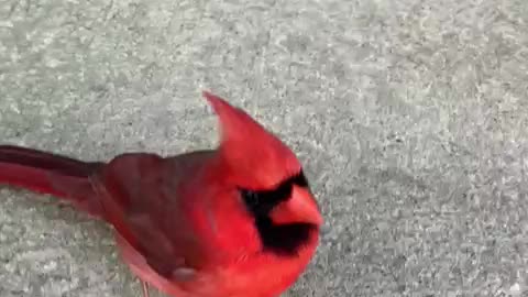 Beautiful cardinal