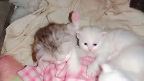 good night with kittens #persiankittens #kitten #kittycat #whitepersian #persian #persiancat #cat