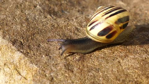 animals-snails-nature-slimy, giantafricanlandsnail