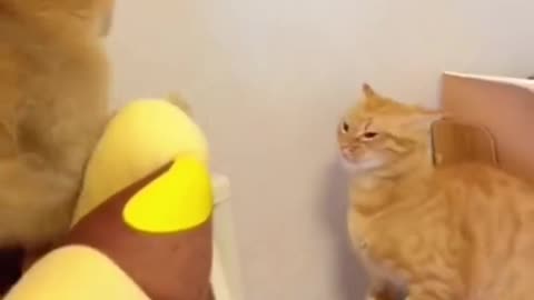 Cute cat funny video 🤣 dog cat funny video