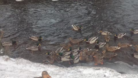 A flock of hungry ducks