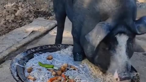 Pig having snacks
