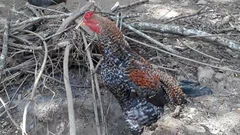 Minha criação de GALINHAS CAIPIRAS - My creation of RICKEN CHICKENS