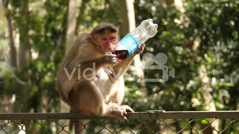 A common macaque monkey drinking soda from a plastic pet bottle sitting on a fence