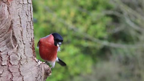 Birds were created to be free