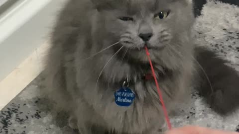 Cat Gets Toy Stuck in His Teeth