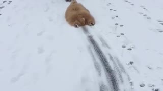 Silly Goldendoodle Becomes Adorable Snow Shovel