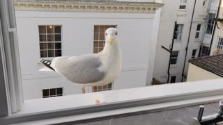 Feeding Time at the Aviary