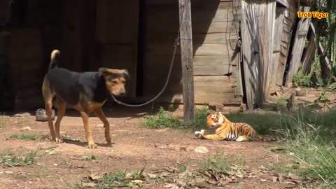 Wow Fake Tiger vs Real Dog Prank Funny Video Try not to Laugh