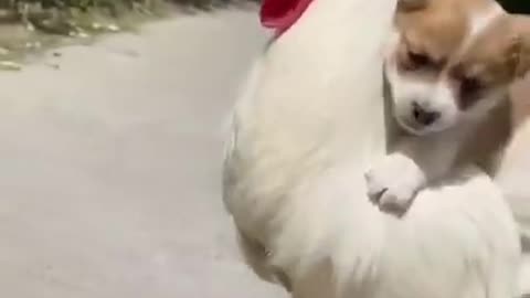 cute puppies racing and playing with..... #puppies #hen #bird #pets #animal