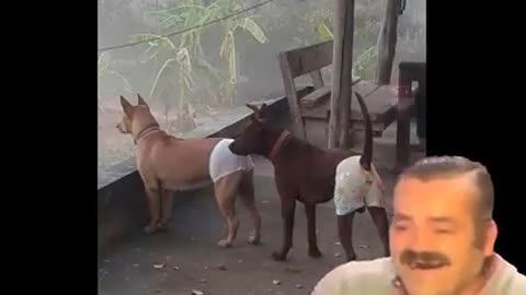 जानवरों के कारनामे देख कर हंसी आएगी | Animal funny video | funny dog and cat videos try not to laugh