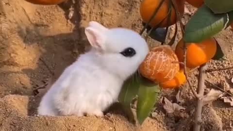 cute bunny enjoying orange juice