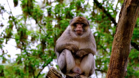 Ape Barbary Macaque Furry