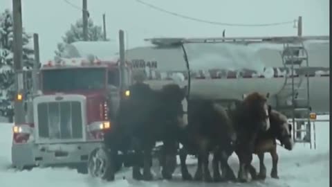 Canadian Truckers Freedom Convoy - Amish Clydesdale Team Help