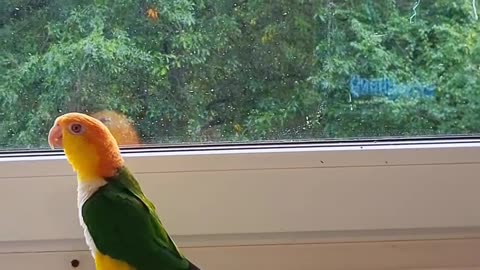 Parrot is called to ottoman military and he slayed it!