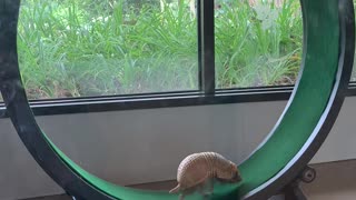 Adorable Armadillo Exercises on Wheel