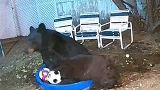 Bears Play with Soccer Balls in Kiddie Pool