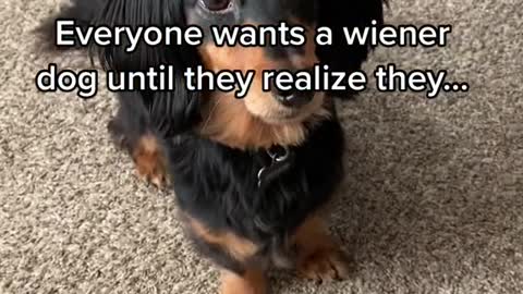 Everyone wants a wiener dog until they realize they...