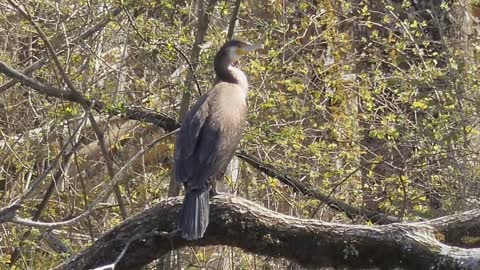 Cormorant Bird Tree Animal World Branch 🤩🤩🤩