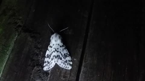 Tiger Moth..Hyphantria cunea