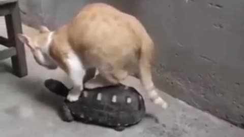 A cat with a turtle friend is a wonderful sight