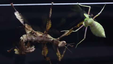 WHAT WILL BE IF THE MANTIS SEES THE BIG SPIDER-14