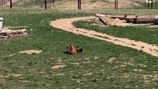 Affectionate Grizzly Bears