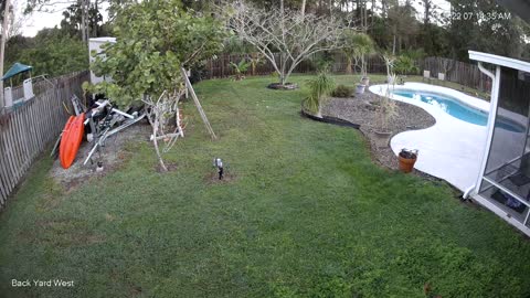 Florida Bobcat