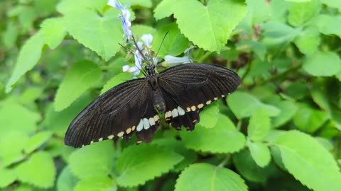 Common mormon butterfly (male)