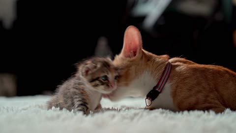 Sweet Cat and kitten
