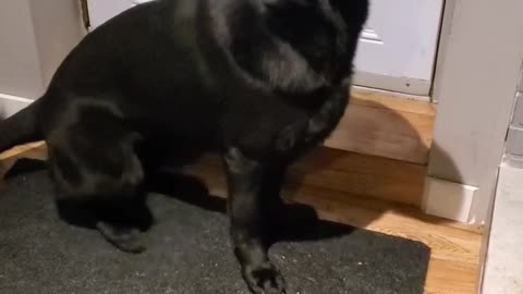 Dog instantly changes into a friendly seal