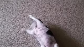 Cute Canine Plays Dead