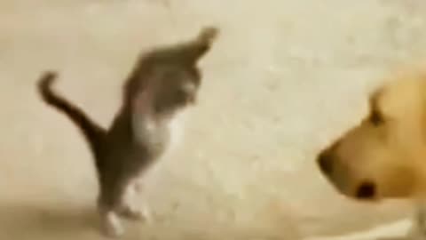 Today best funny video my cat and dog