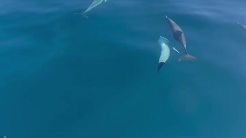 🇦🇺 Dolphin Swim Australia