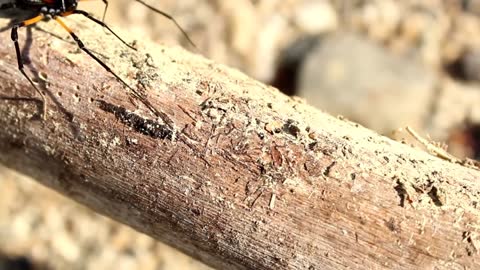 Spider in the forest