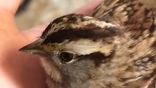 Rescued Bird