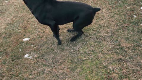 Cane Corso Puppy Learns Pack Dynamics