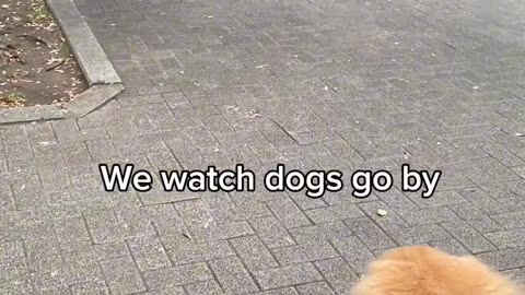 Adorable golden retriever goes to the park in a stroller