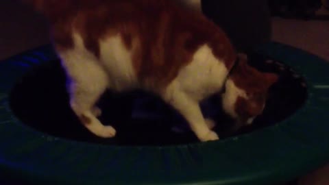 Trampoling Cat